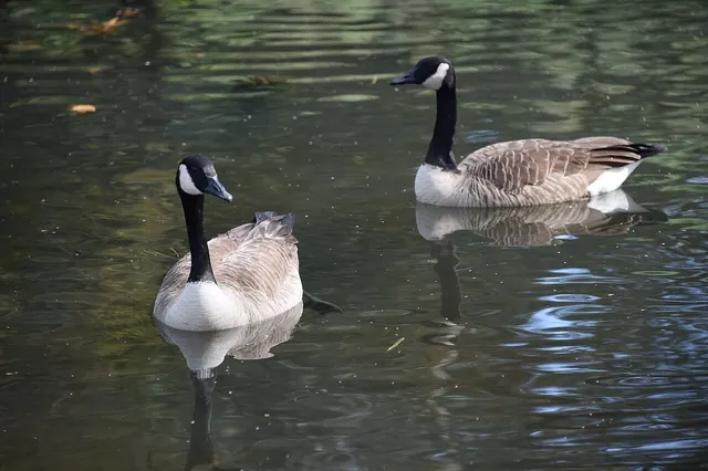 Hop To It: the Spring Walk