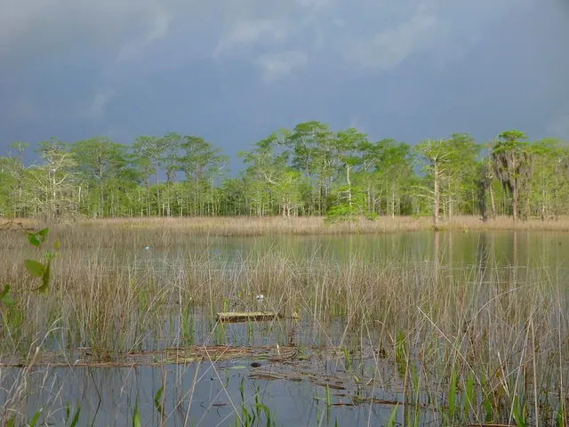 Marsh at Bon Secour (8905050348)