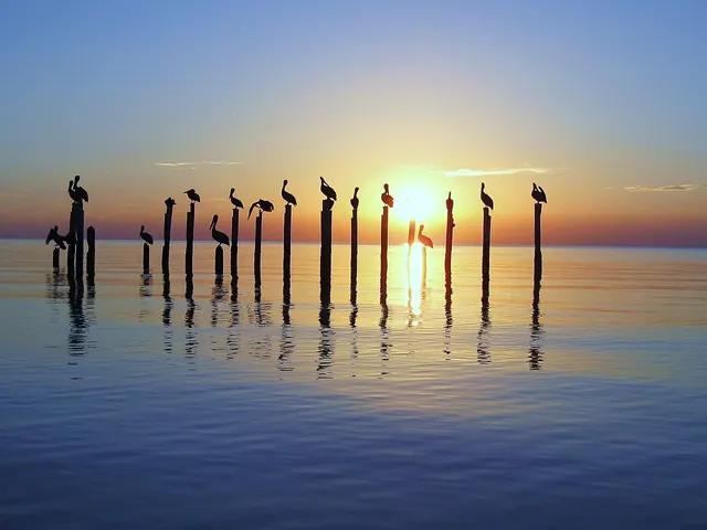 Pelicans And Sunset At Bon Secour National Wildlife Refuge (54564993147)
