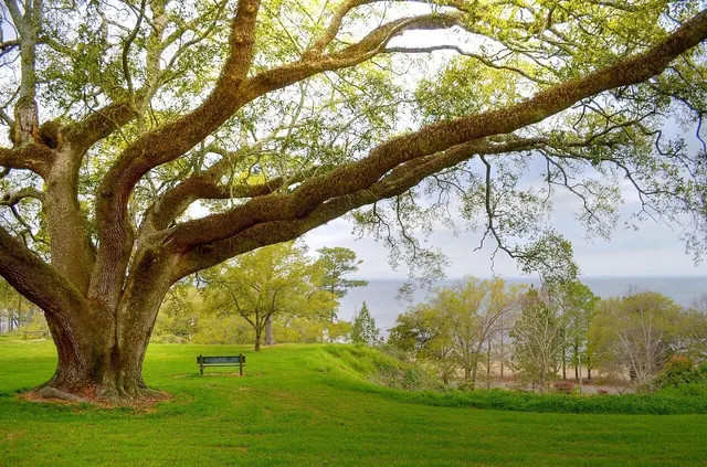 Bayview Oak - panoramio