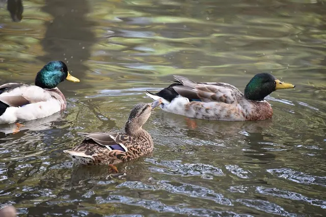Mallardducks fairhopebeach 112415.