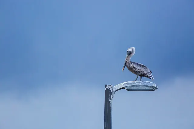 Brown pelican (44849235702)