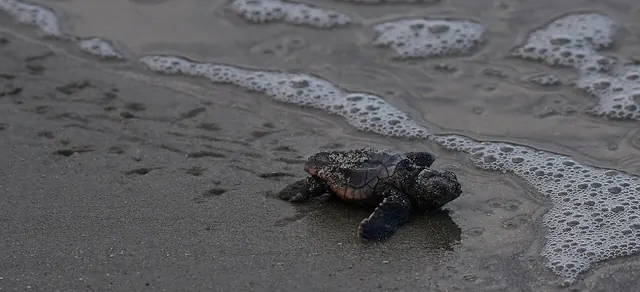 Sea turtle hatchlings crawling toward the Gulf