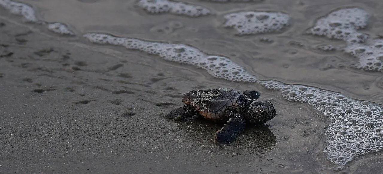 Sea turtle hatchlings crawling toward the Gulf