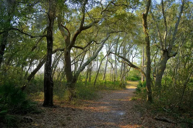 Sandy trail through coastal dunes and pines
